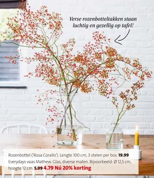Aanbieding: Rozenbottel ('Rosa Corallo') en Vaas Mathew