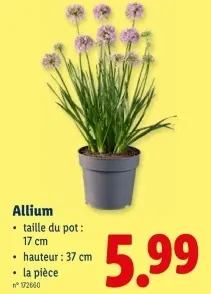 Offre: Allium