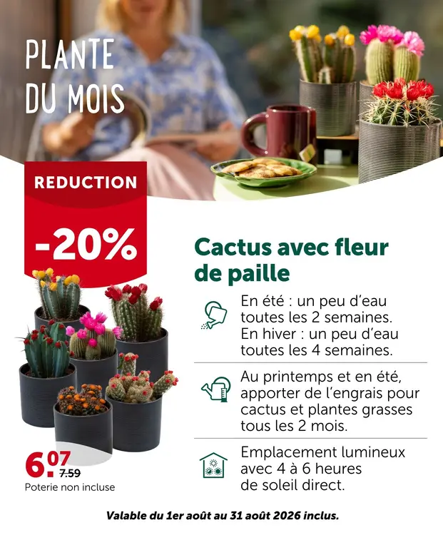 Offre: Cactus avec fleur de paille