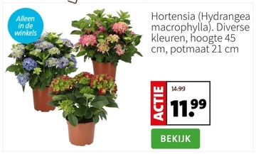 Aanbieding: Hortensia Hydrangea macrophylla Diverse kleuren, hoogte, potmaat