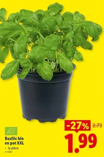 Offre: Basilic bio