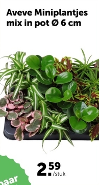 Aanbieding: Miniplantjes mix in pot