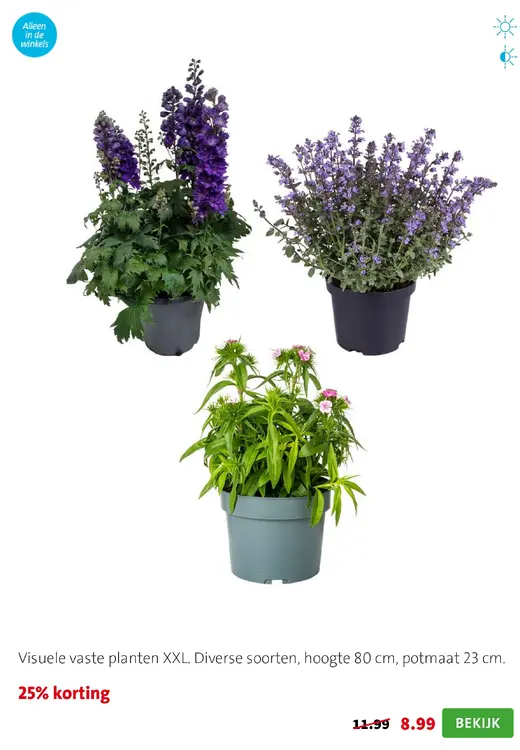 Aanbieding: Visuele vaste planten XXL
