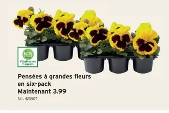 Offre: Pensées à grandes fleurs