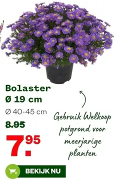 Aanbieding: Bolaster