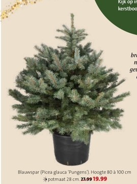 Aanbieding: Blauwspar