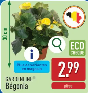 Offre: Bégonia