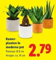 Aanbieding: Kamerplanten in moderne pot