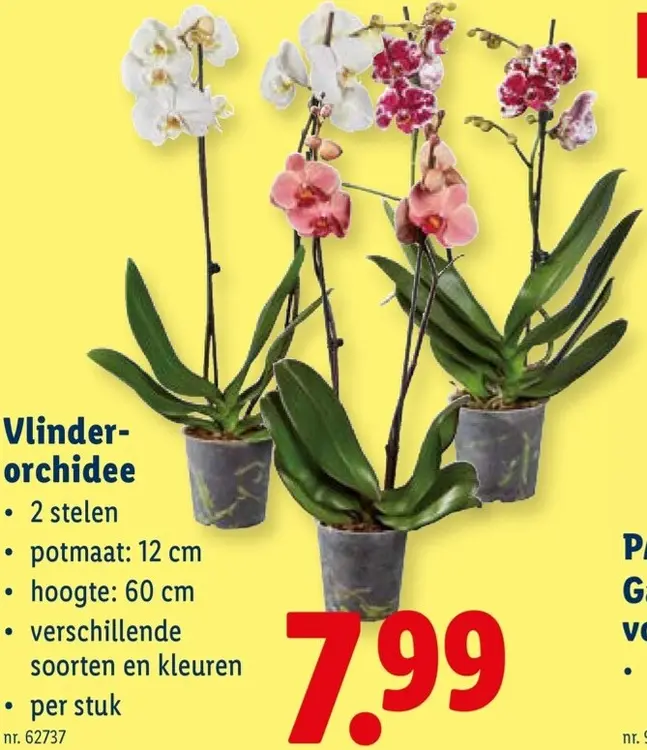 Promotie: Vlinder-orchidee