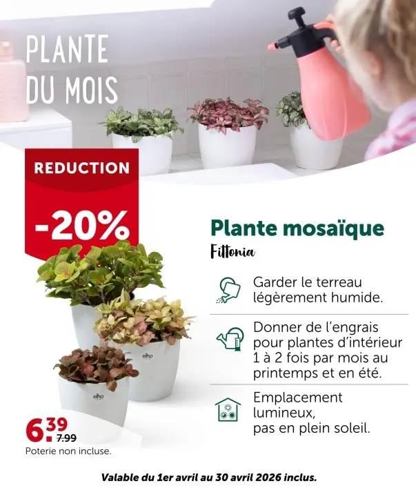 Offre: Plante mosaïque