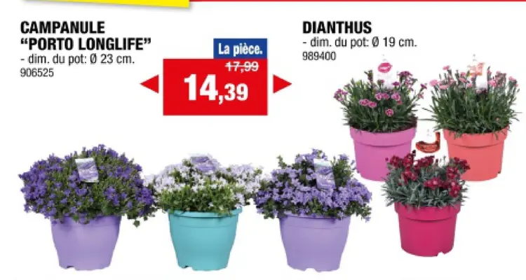 Offre: Campanule