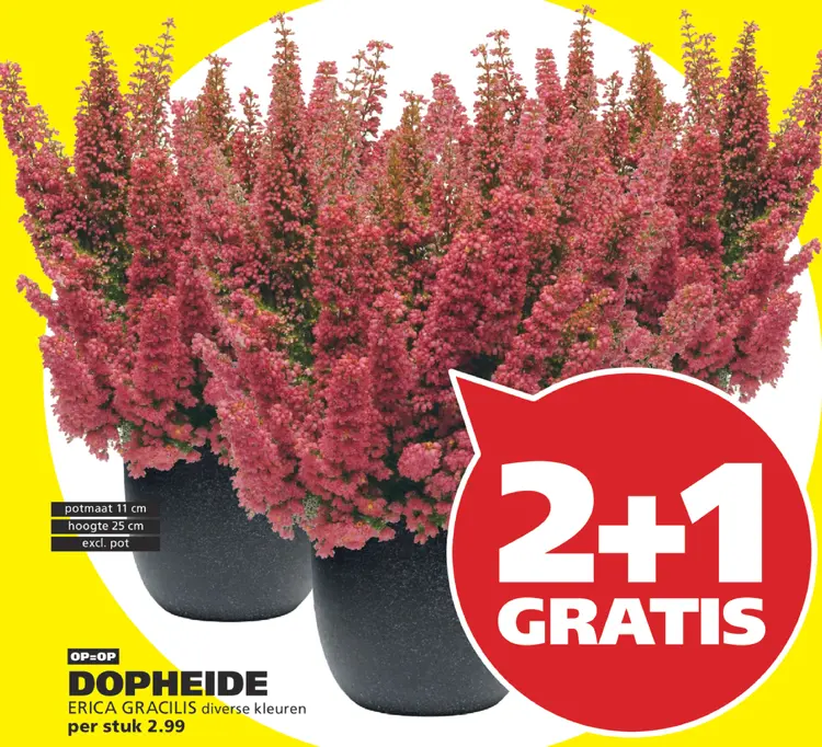 Aanbieding: Erica Gracilis Dopheide