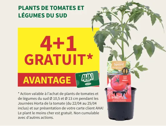 Offre: Plants de tomates et légumes du sud