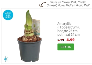 Aanbieding: Amaryllis (Hippeastrum)