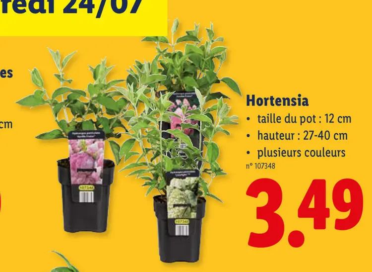 Offre: Hortensia