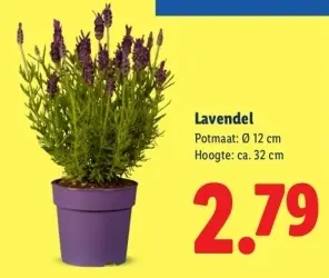 Aanbieding: Lavendel