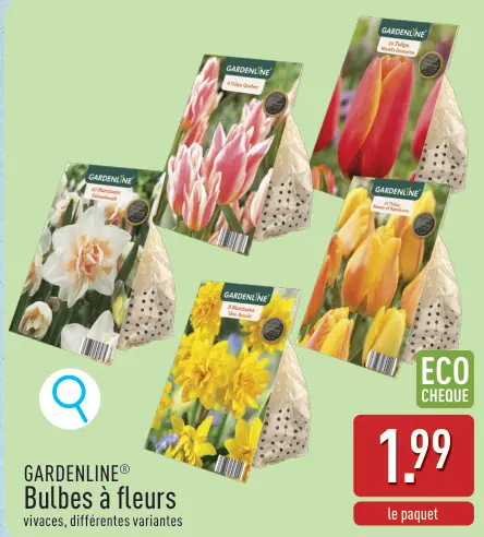 Offre: Bulbes à fleurs