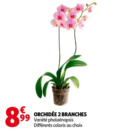 Offre: Orchidée