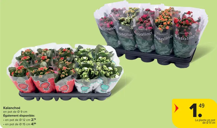 Offre: Kalanchoé