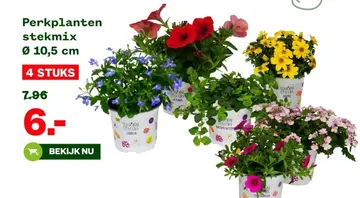 Aanbieding: Perkplanten stekmix