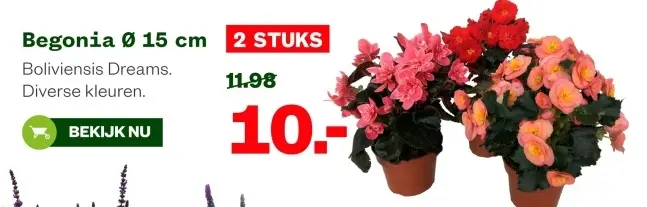 Aanbieding: Begonia