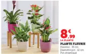 Aanbieding: PLANTE FLEURIE