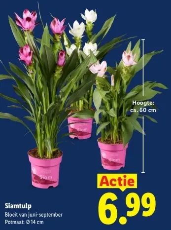 Aanbieding: Siamtulp