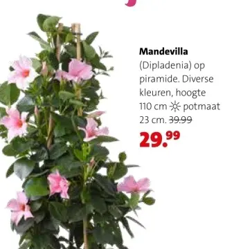 Aanbieding: Mandevilla