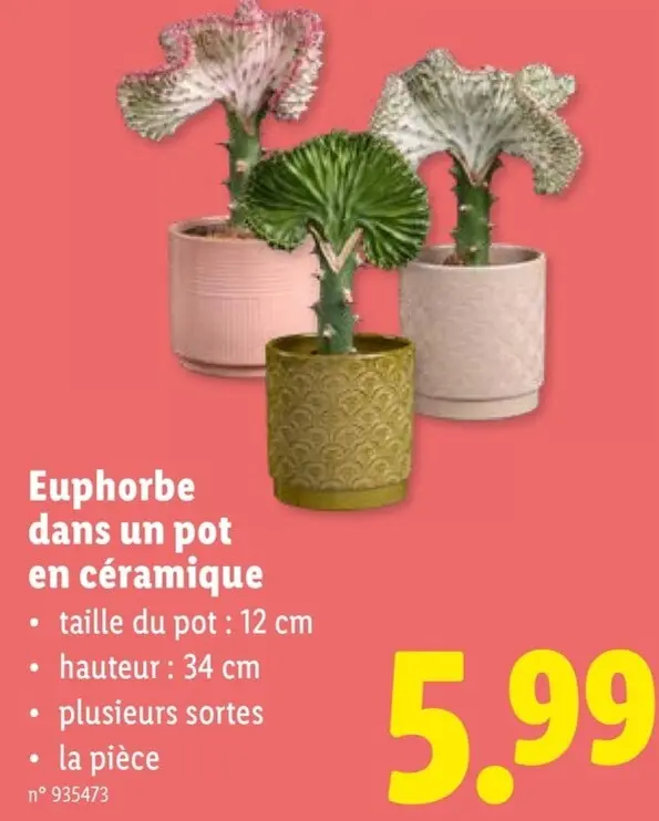Offre: Euphorbe dans un pot en céramique