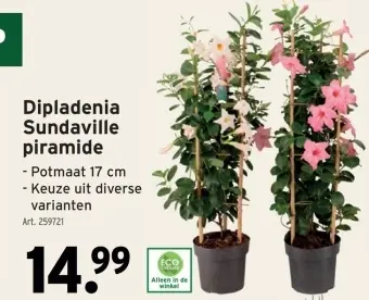 Promotie: Dipladenia Sundaville piramide