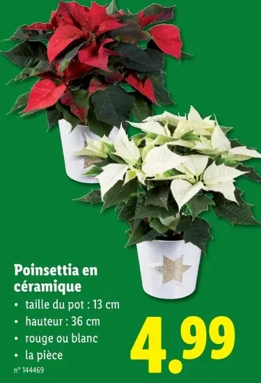 Offre: Poinsettia en céramique