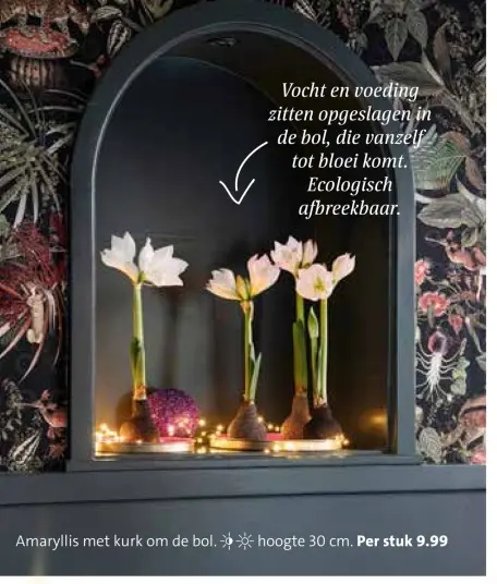 Aanbieding: Amaryllis met kurk om de bol