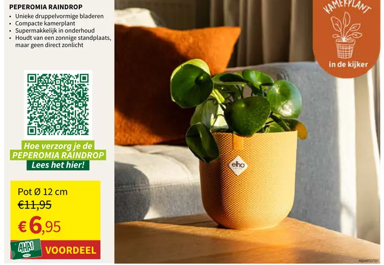 Promotie: Peperomia raindrop
