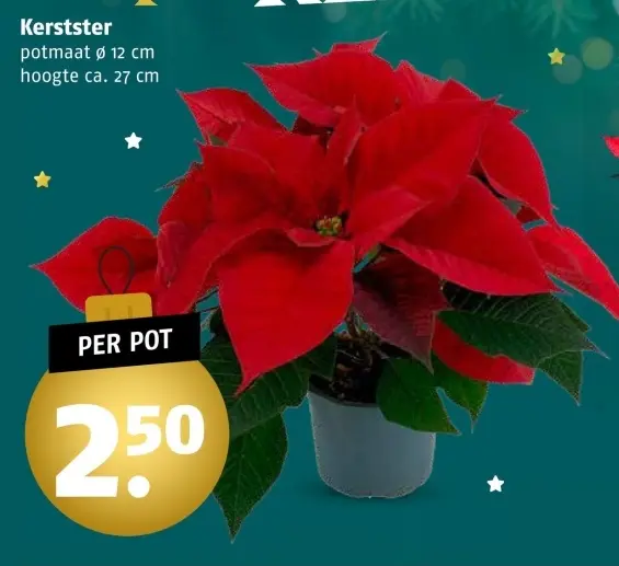 Aanbieding: Kerstster