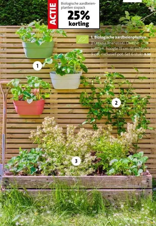 Aanbieding: Biologische aardbeienplanten