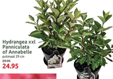 Aanbieding: Hydrangea xxl Panniculata of Annabelle
