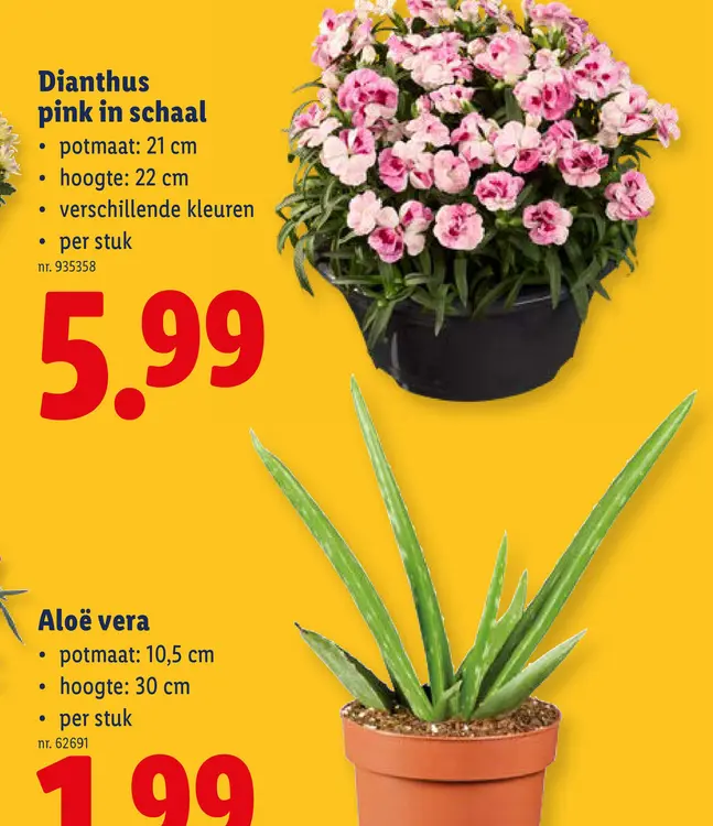 Promotie: Dianthus pink in schaal