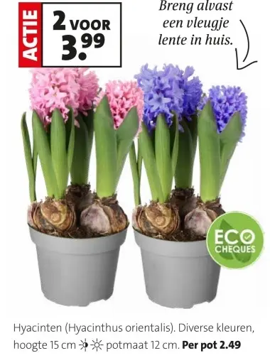 Promotie: Hyacinten