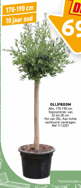 Promotie: Olijfboom
