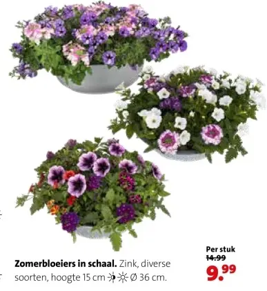 Aanbieding: Zomerbloeiers in schaal