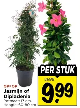 Jasmijn of Dipladenia