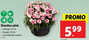 Aanbieding: Dianthus pink