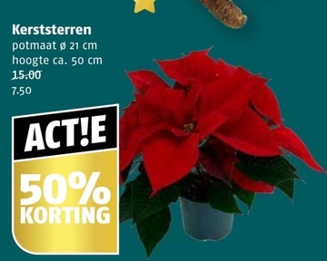 Aanbieding: Kerststerren