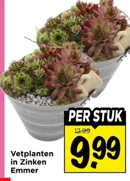 Aanbieding: Vetplanten in Zinken Emmer