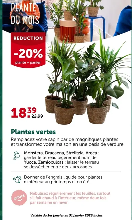 Offre: Plantes vertes