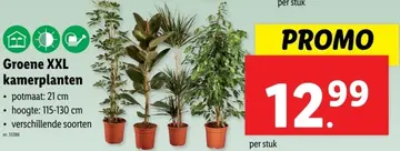Aanbieding: Groene XXL kamerplanten