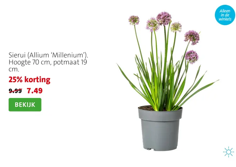 Aanbieding: Sierui (Allium 'Millenium')