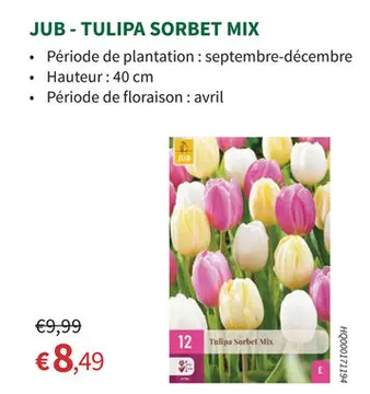 Offre: Tulipa Sorbet Mix