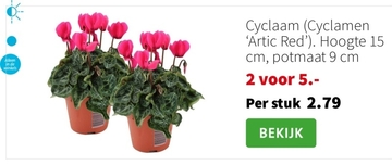 Aanbieding: Cyclaam 'Artic Red'