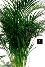 Aanbieding: Goudpalm Areca potmaat